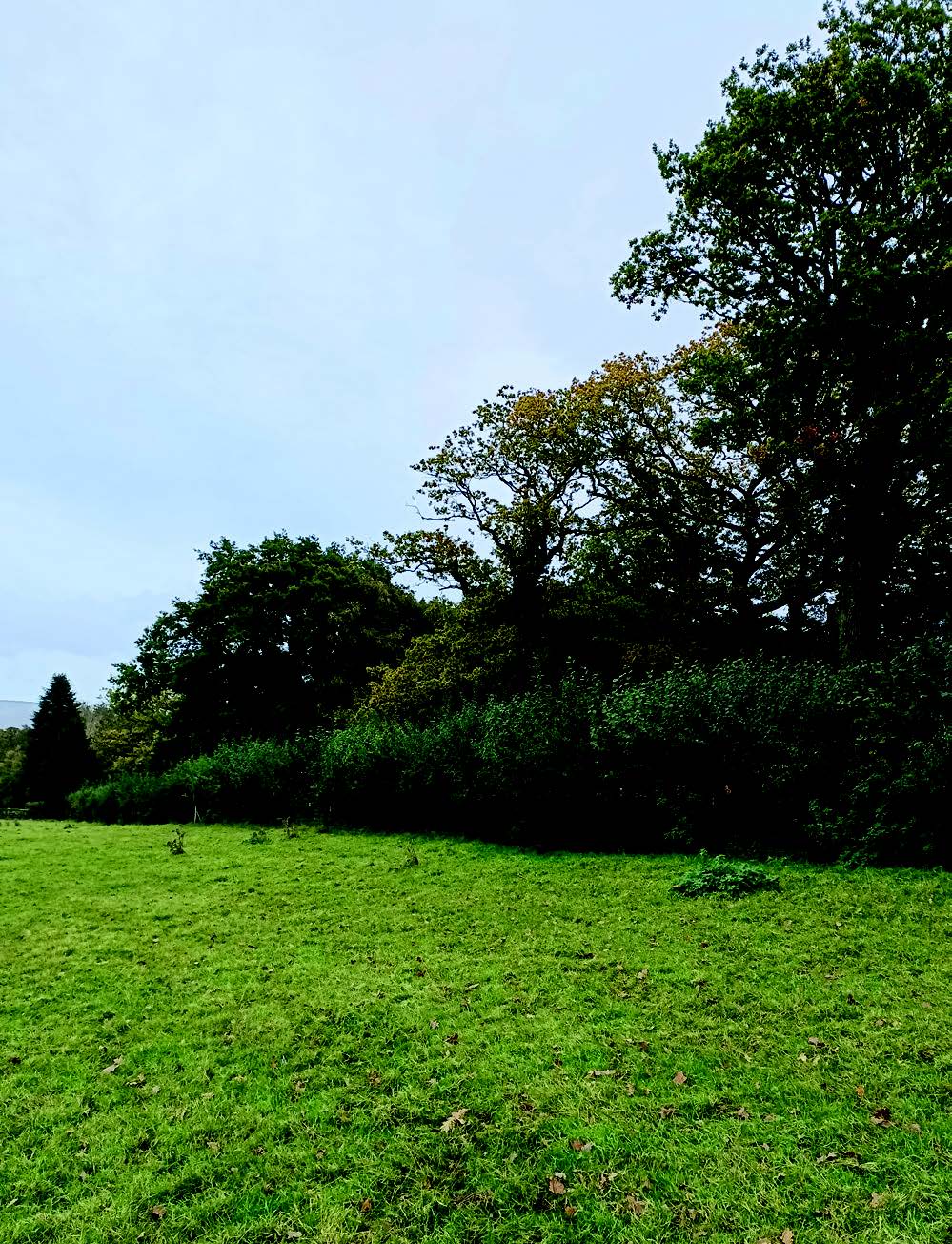 Hedgerow heroes
