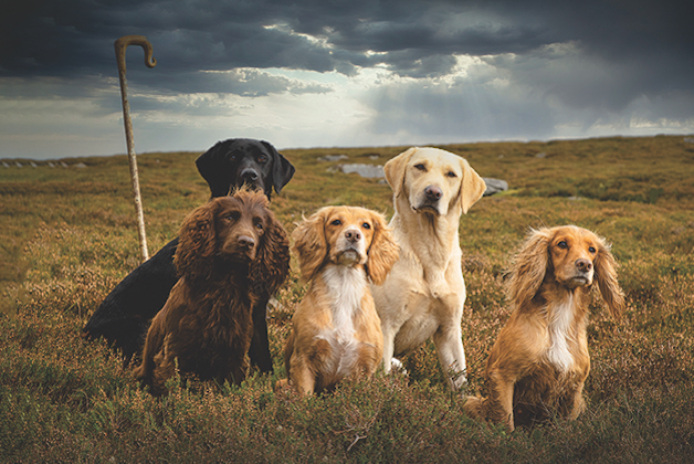 gundogs