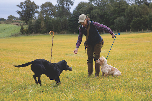 Training gundogs together