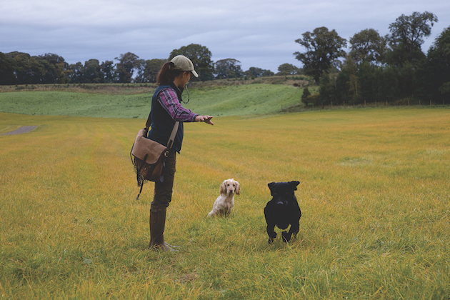 gundog training