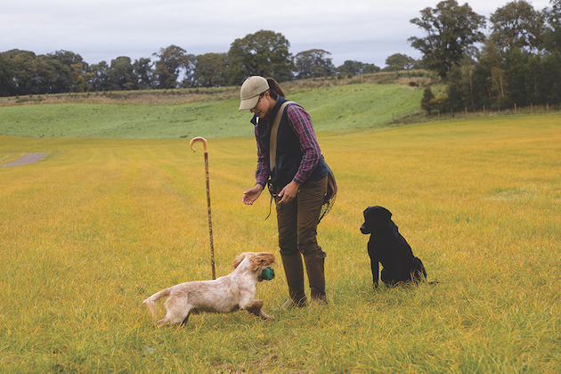 training young gundog