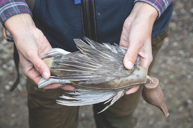 feather covered dummy for gundog training