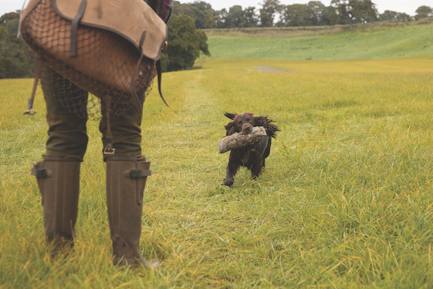 dog retrieving dummy 