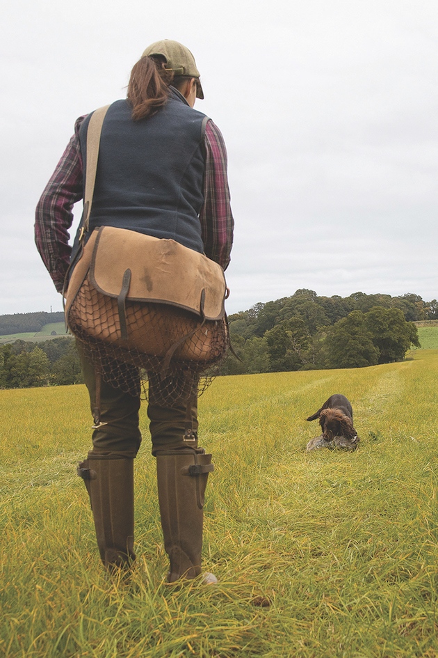 spaniel retrieving dummy 