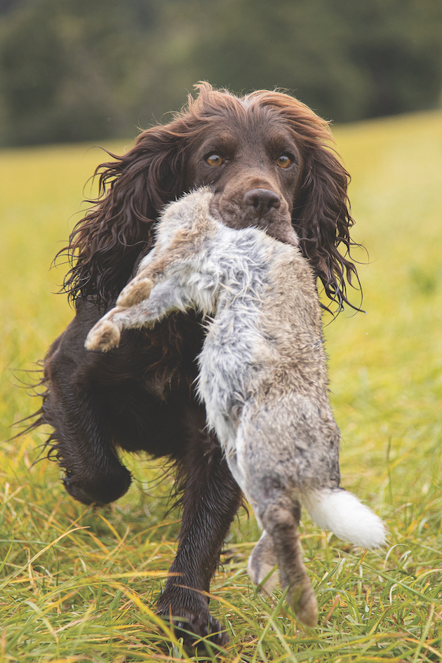 dog with rabbit 