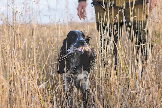 Quail hunting 