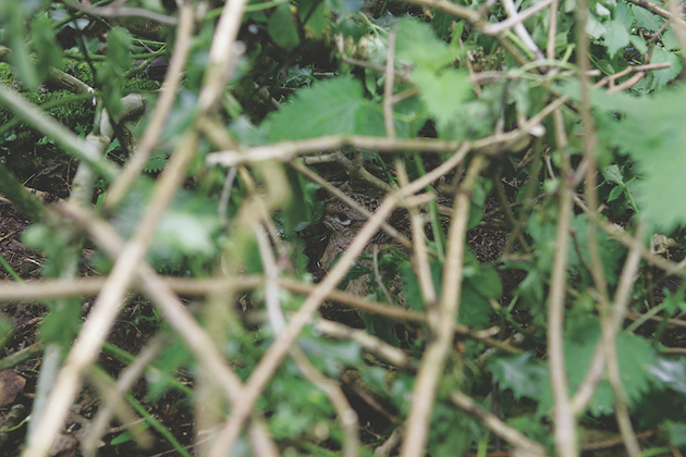 wild pheasant nesting