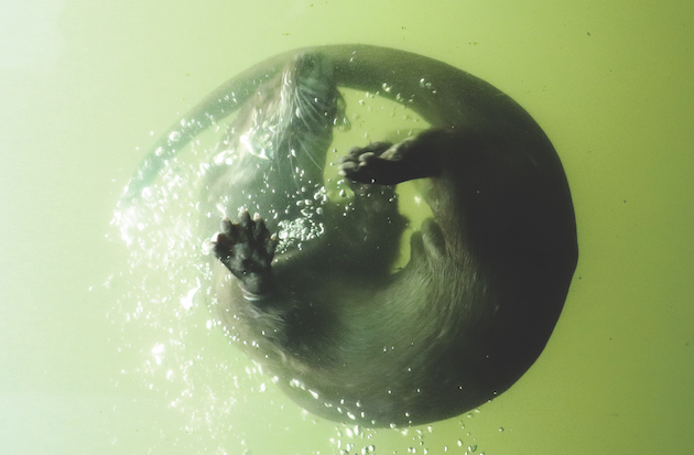 river otter