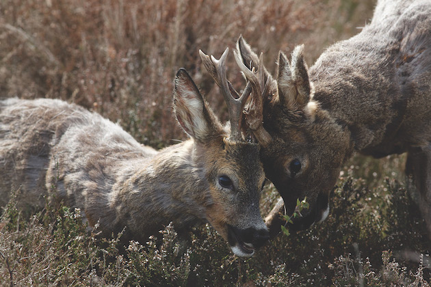 Do deer kill each other?