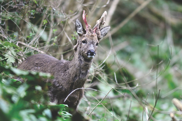 roe buck shedding velvet