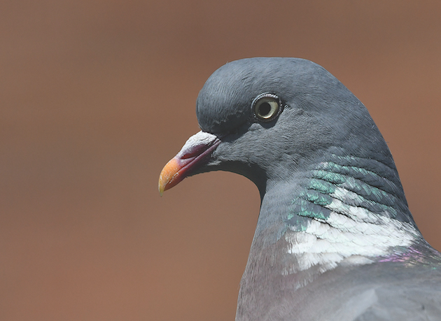 Pigeon types - woodpigeon