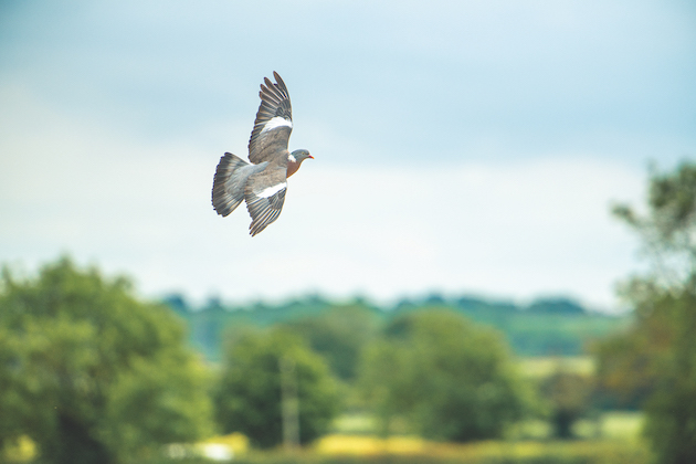 Pigeon types: how to tell them apart