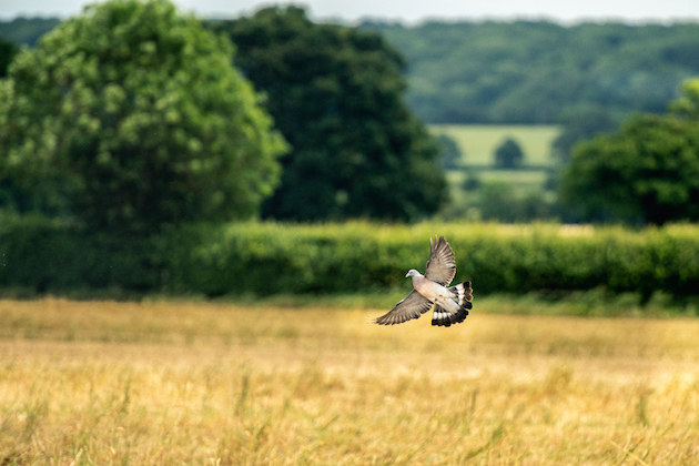 More than a quarter of UK birds in serious decline