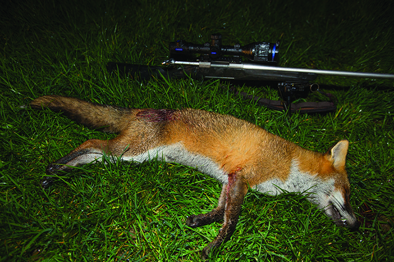 Shot fox