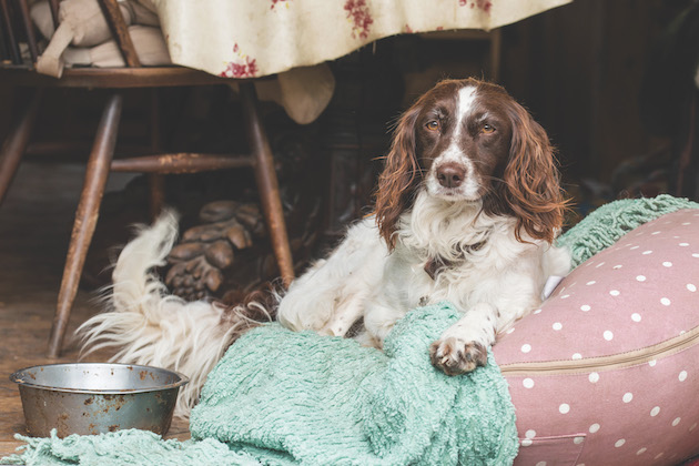 spaniel on dog bed 