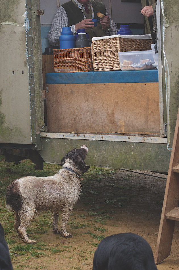 gundog looking at picnic 