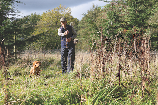 Training your gundog to enter cover