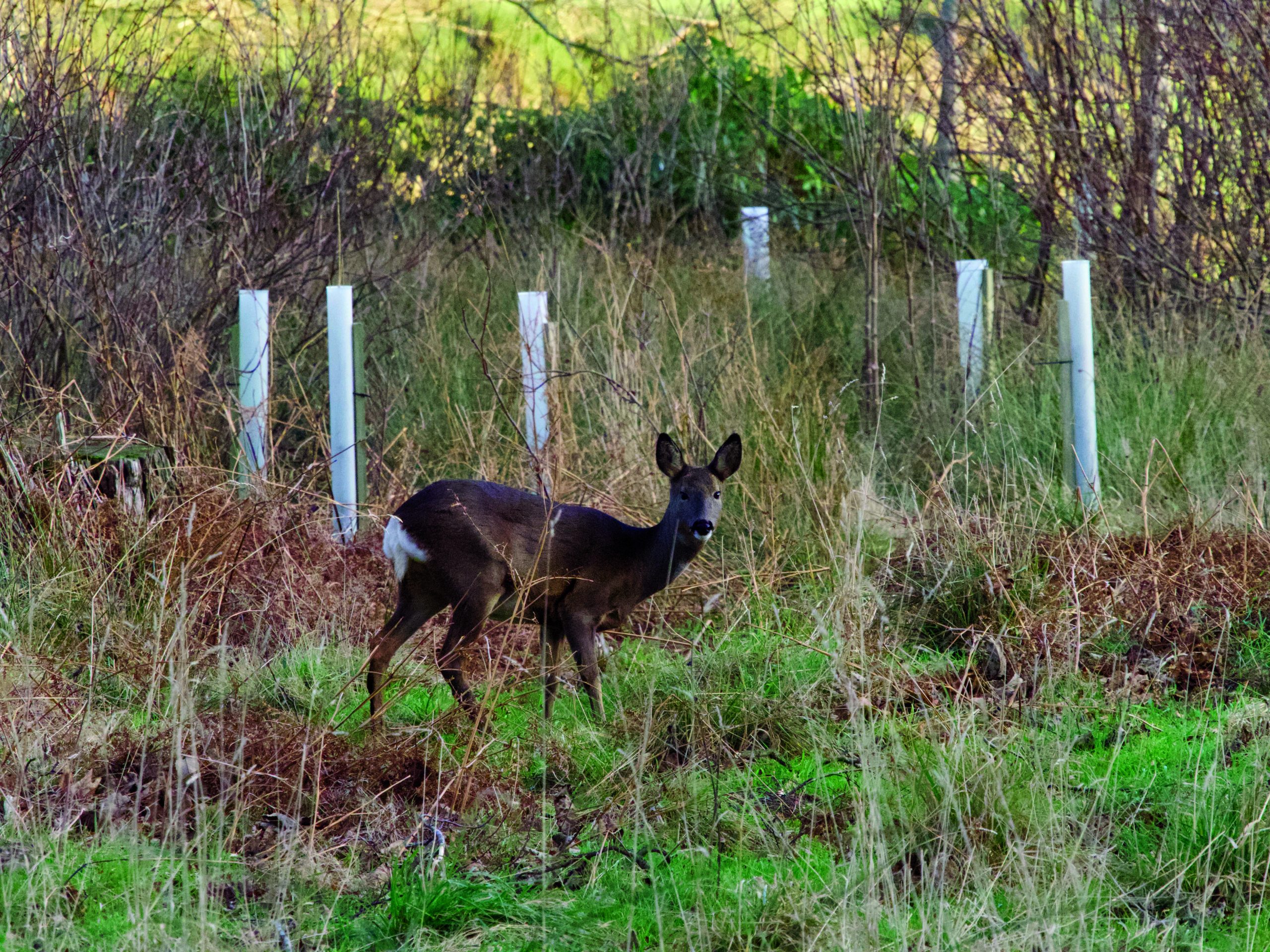 Deer management &#8211; Jon Snowdon on details for progress