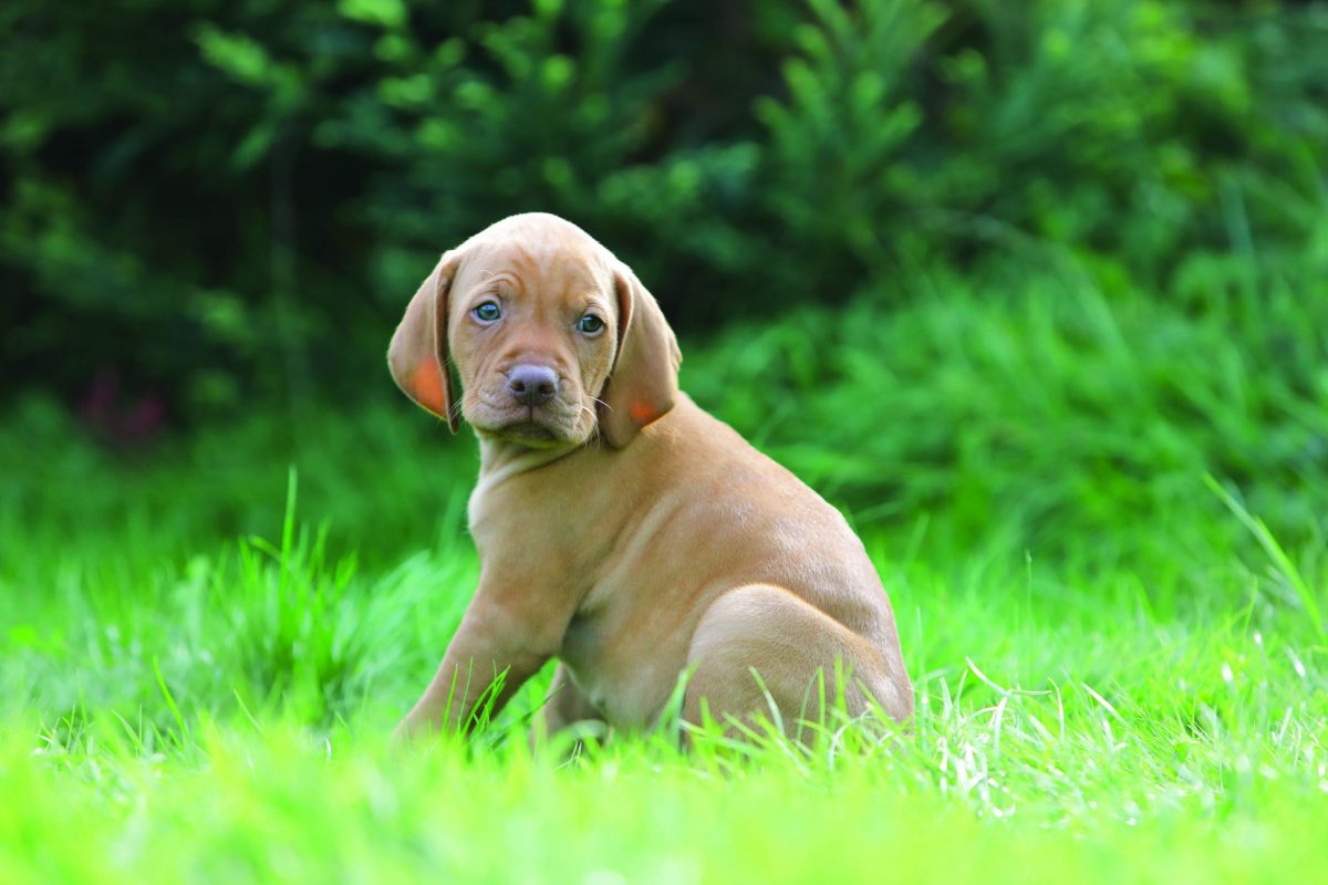 Do probiotics for gundogs really work?
