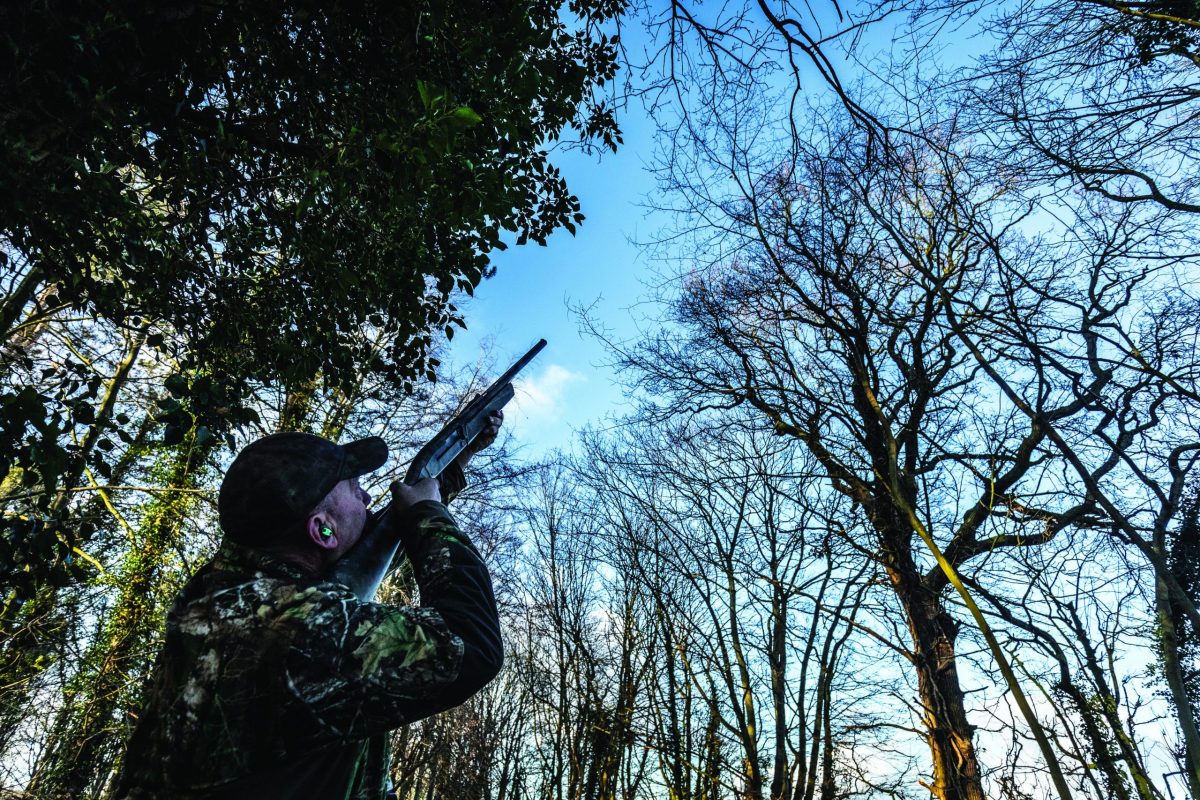 How to get the most out of roost shoot