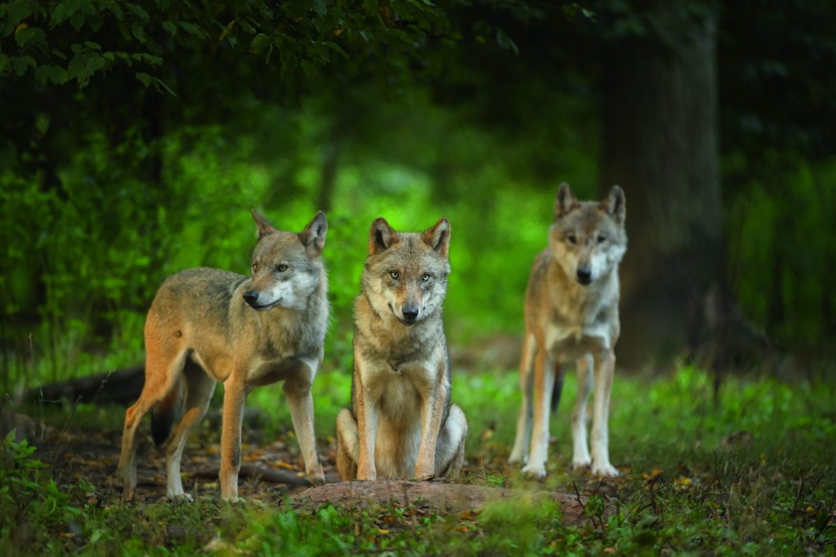 Charles Smith-Jones discusses the problem with rewilding