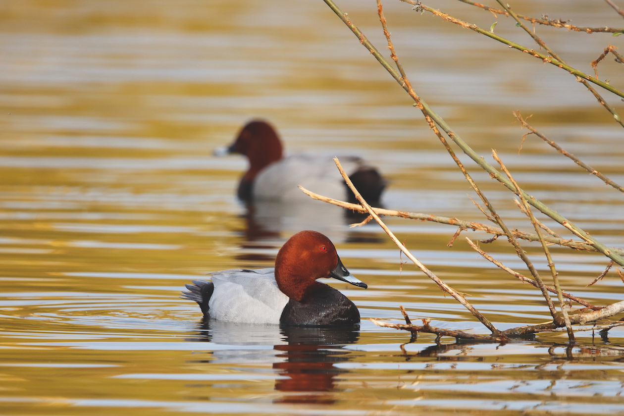 Pochard &#8211; a diving duck that&#8217;s in decline