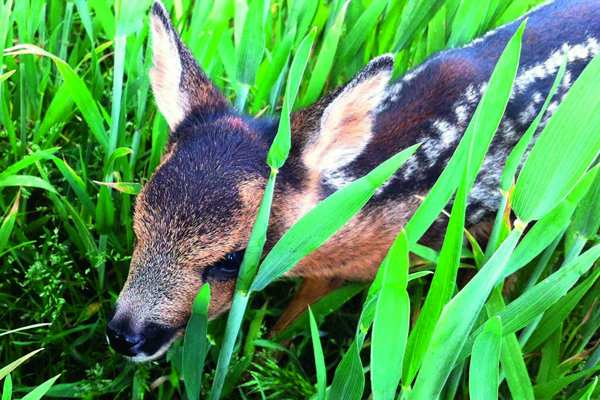 How will deer populations adapt to climate change?