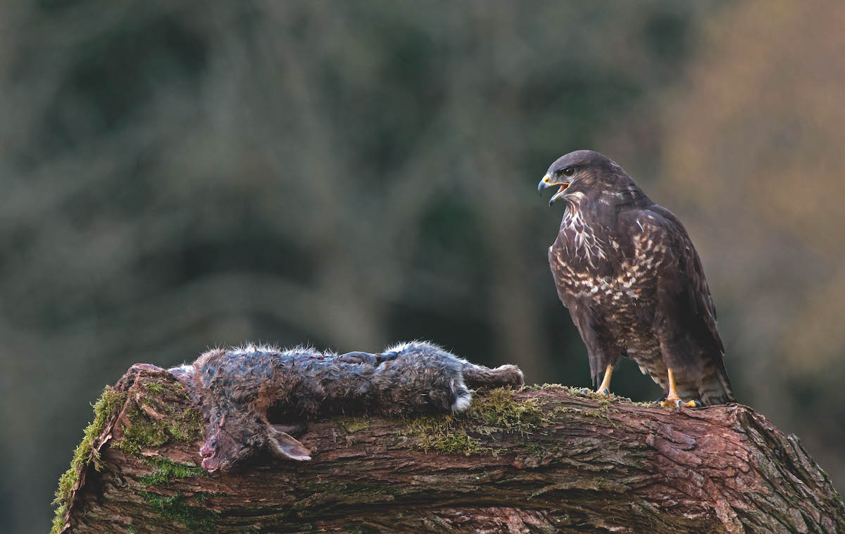 Buzzard with prey