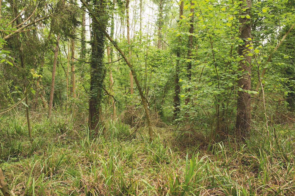 Cover for pheasants