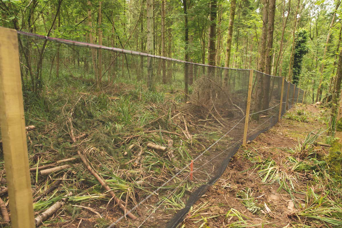 pheasant release pens