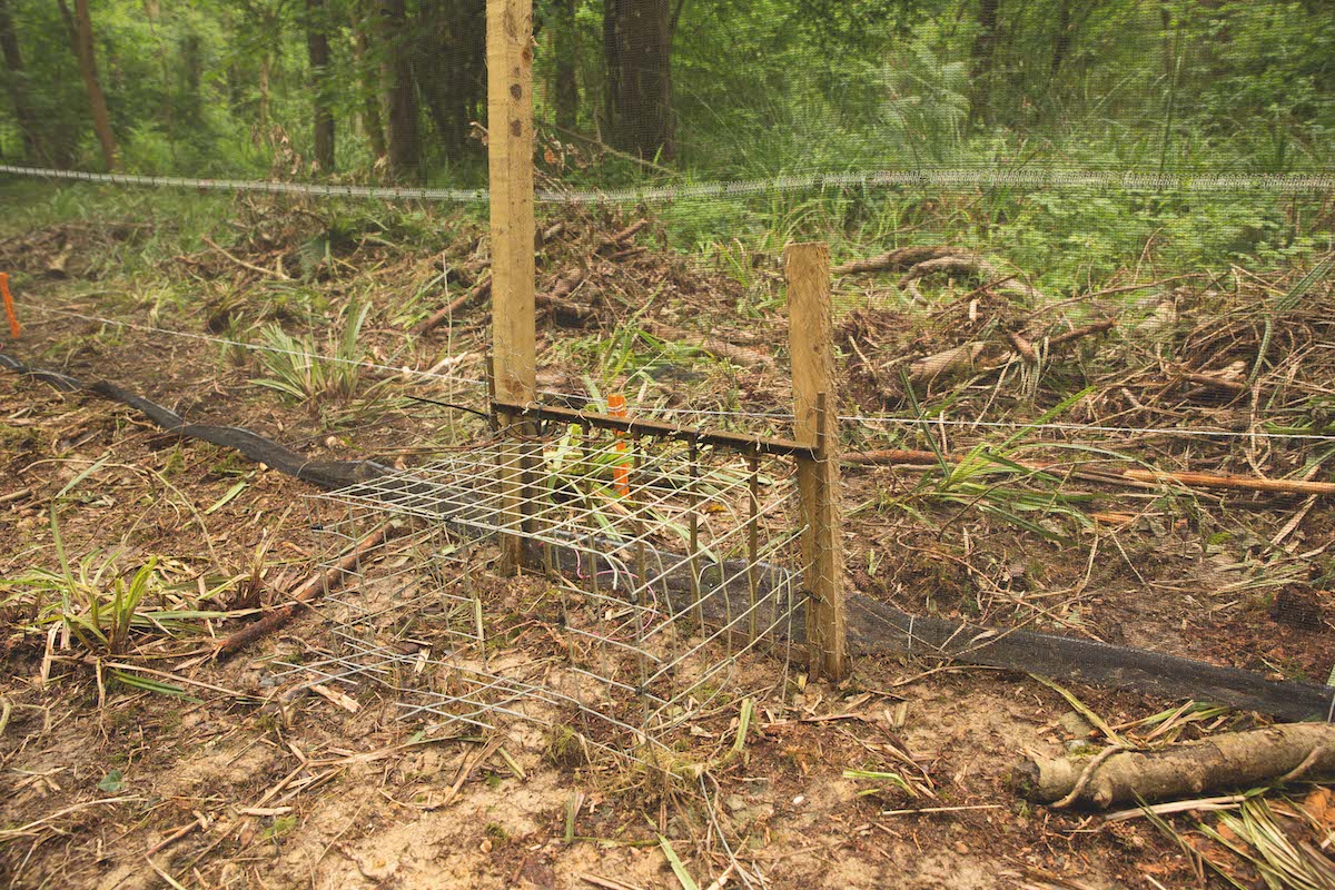 Pop hole for pheasants