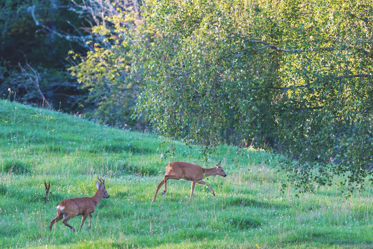 Telling the age of deer: here&#8217;s how to judge