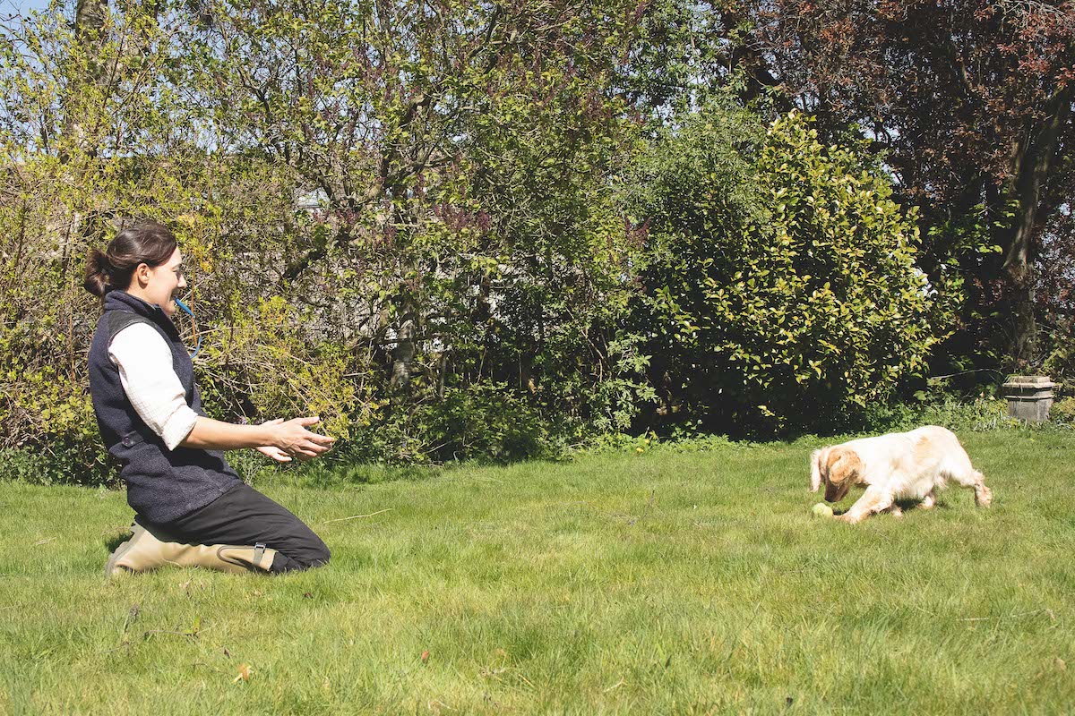 Five basic dog commands to master