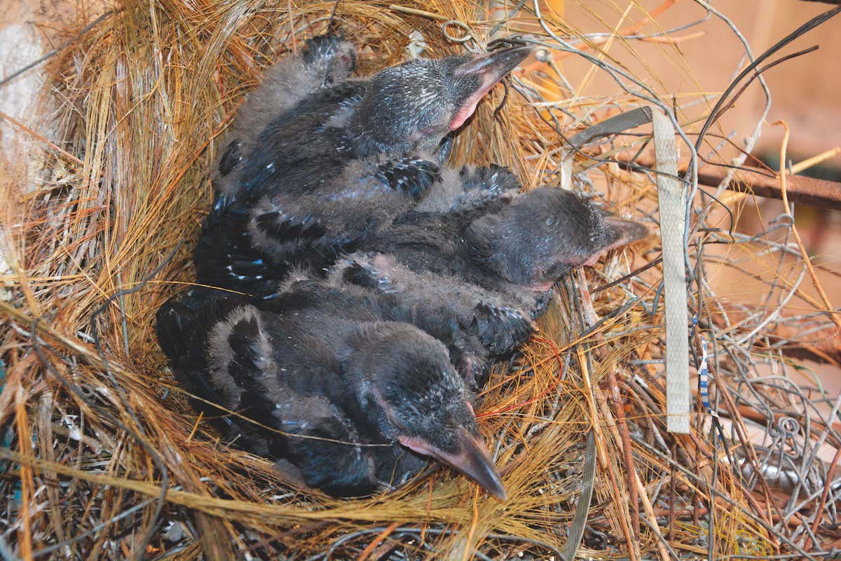 New born Indian House Crows 