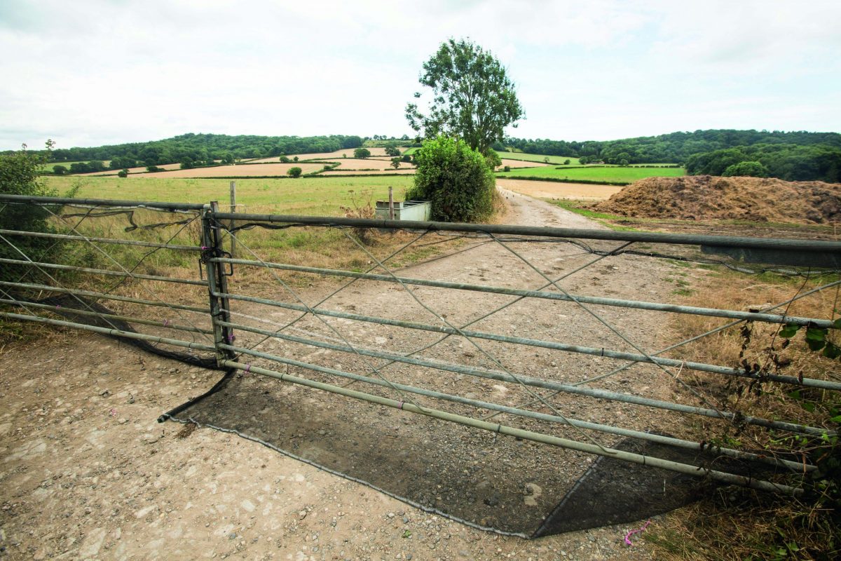 Poults and release pens