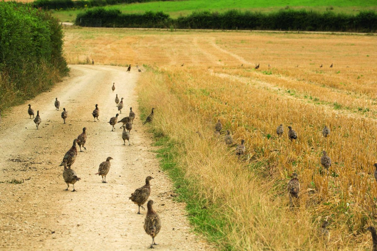 Poults and release pens