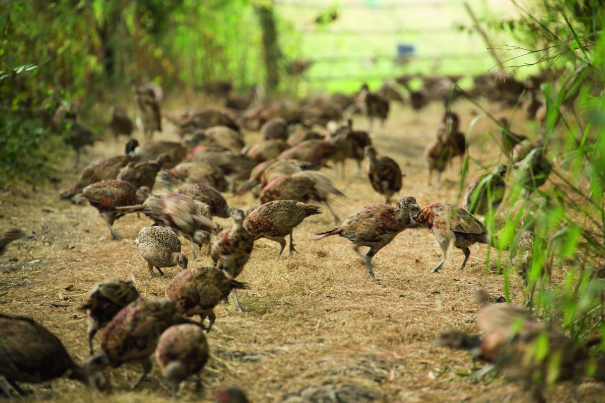 Poults and release pens &#8211; a guide to managing the transition