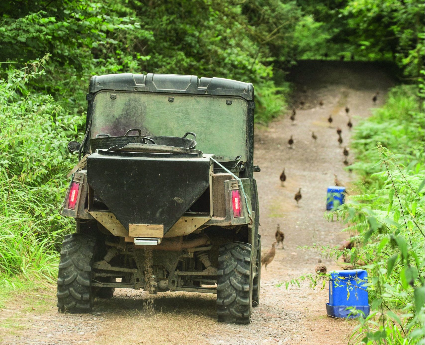 Poults and release pens