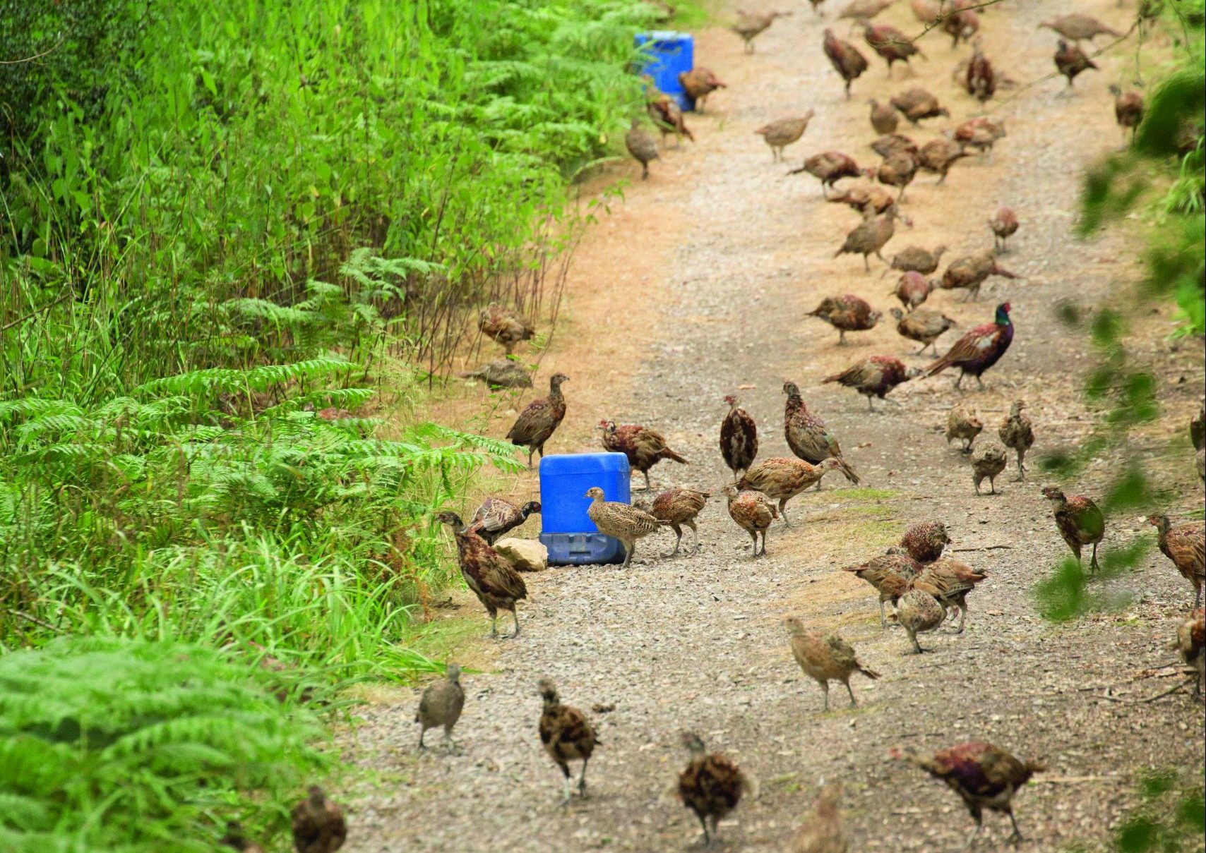 Poults and release pens