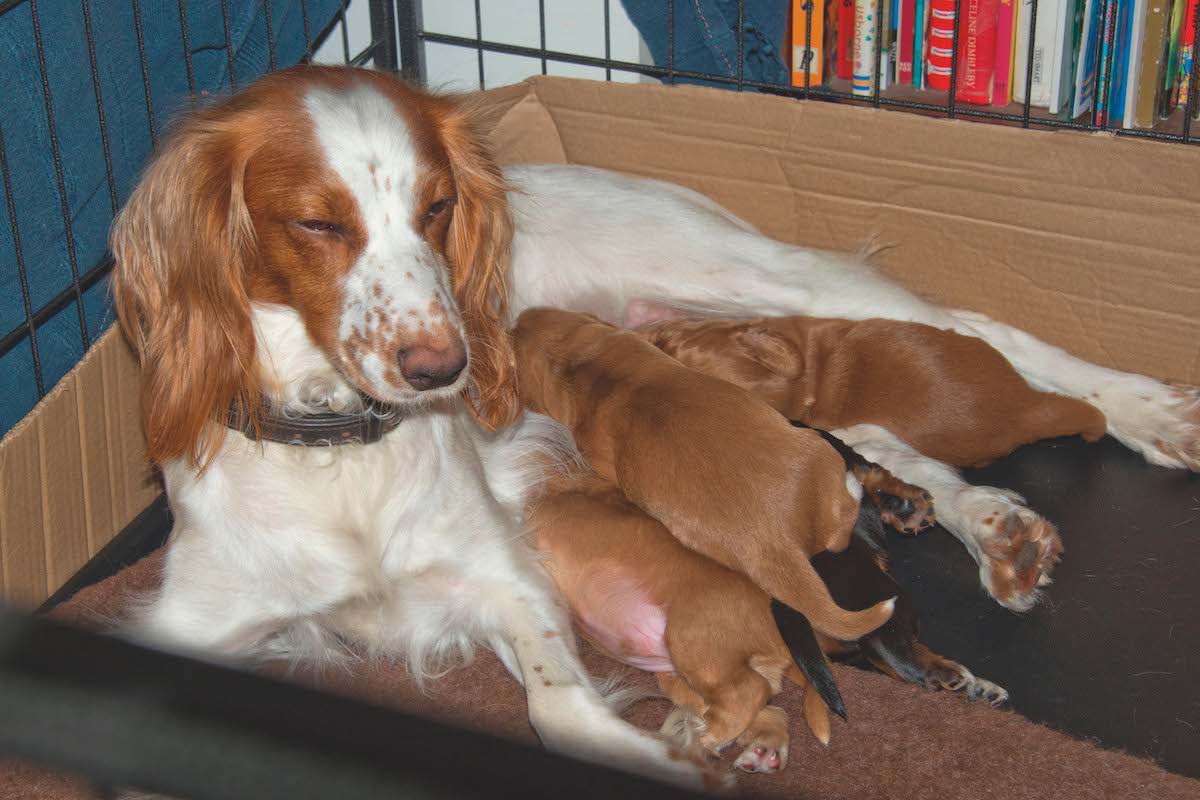 spaniel feeding puppies 