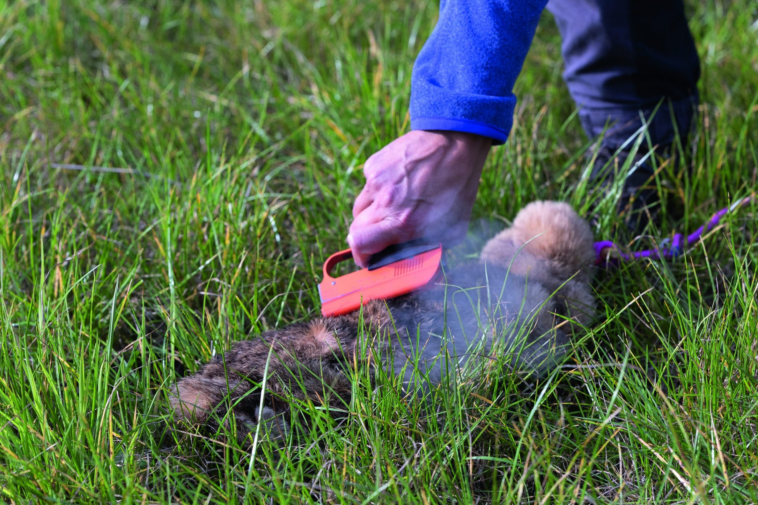 Scent line training