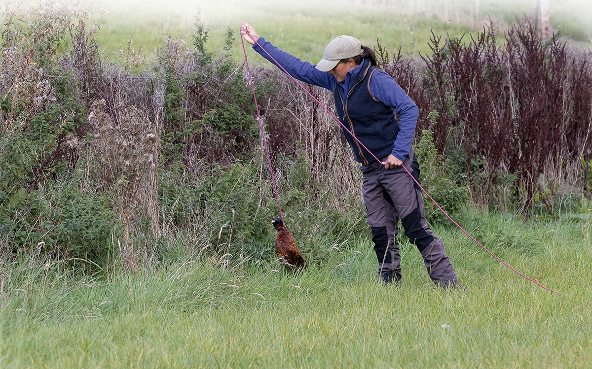 Scent line training