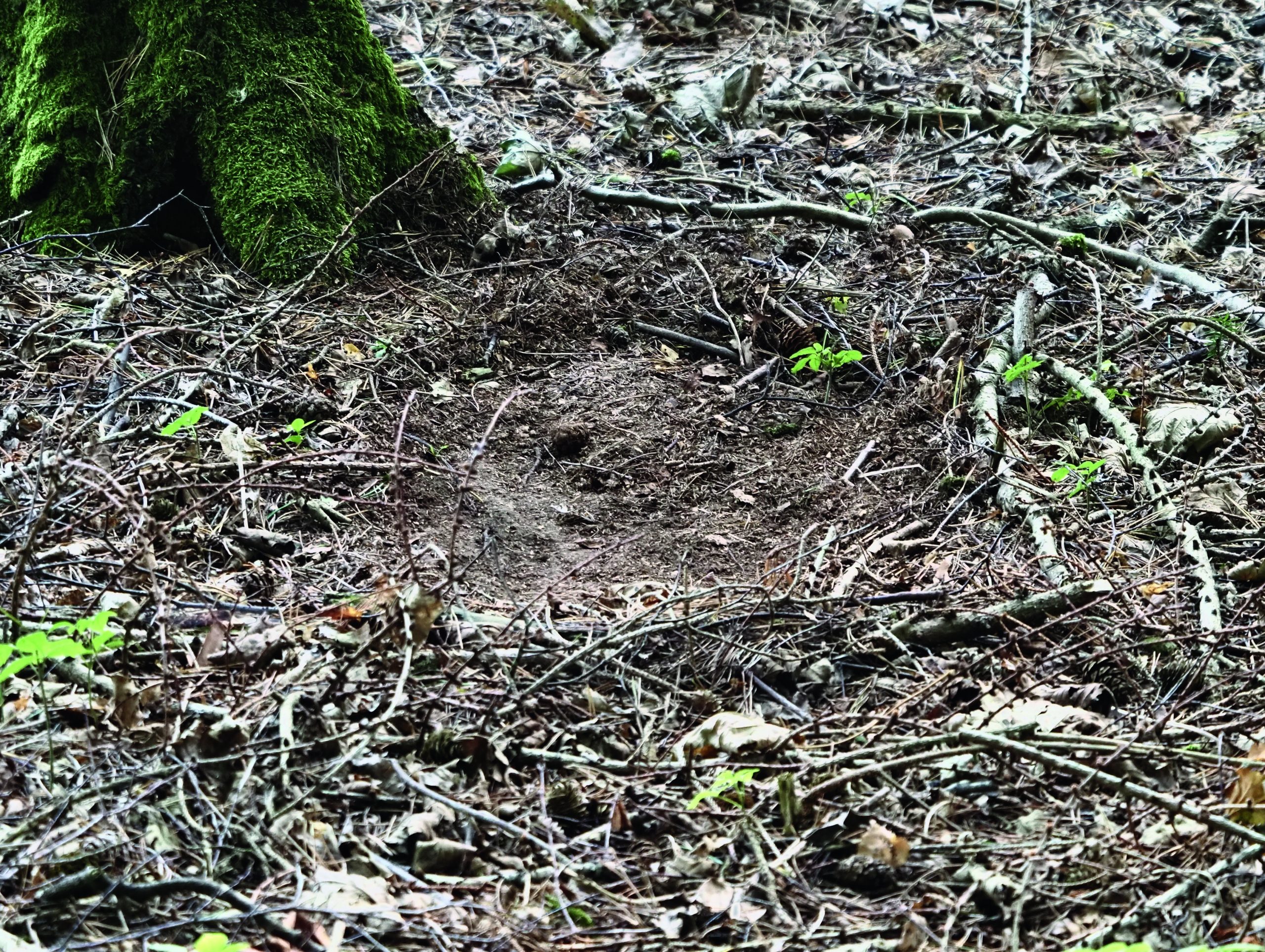 Deer populations