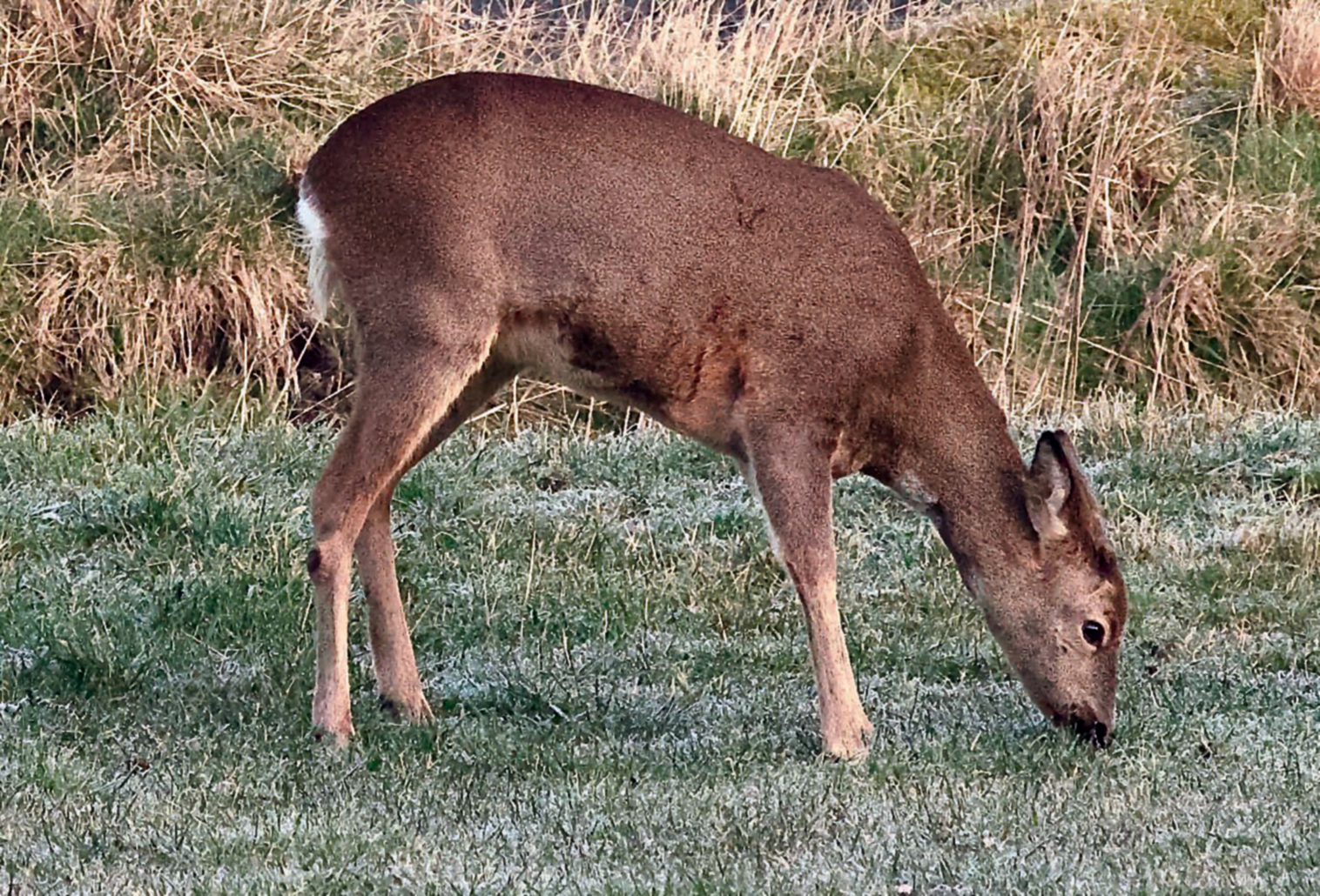 Deer populations