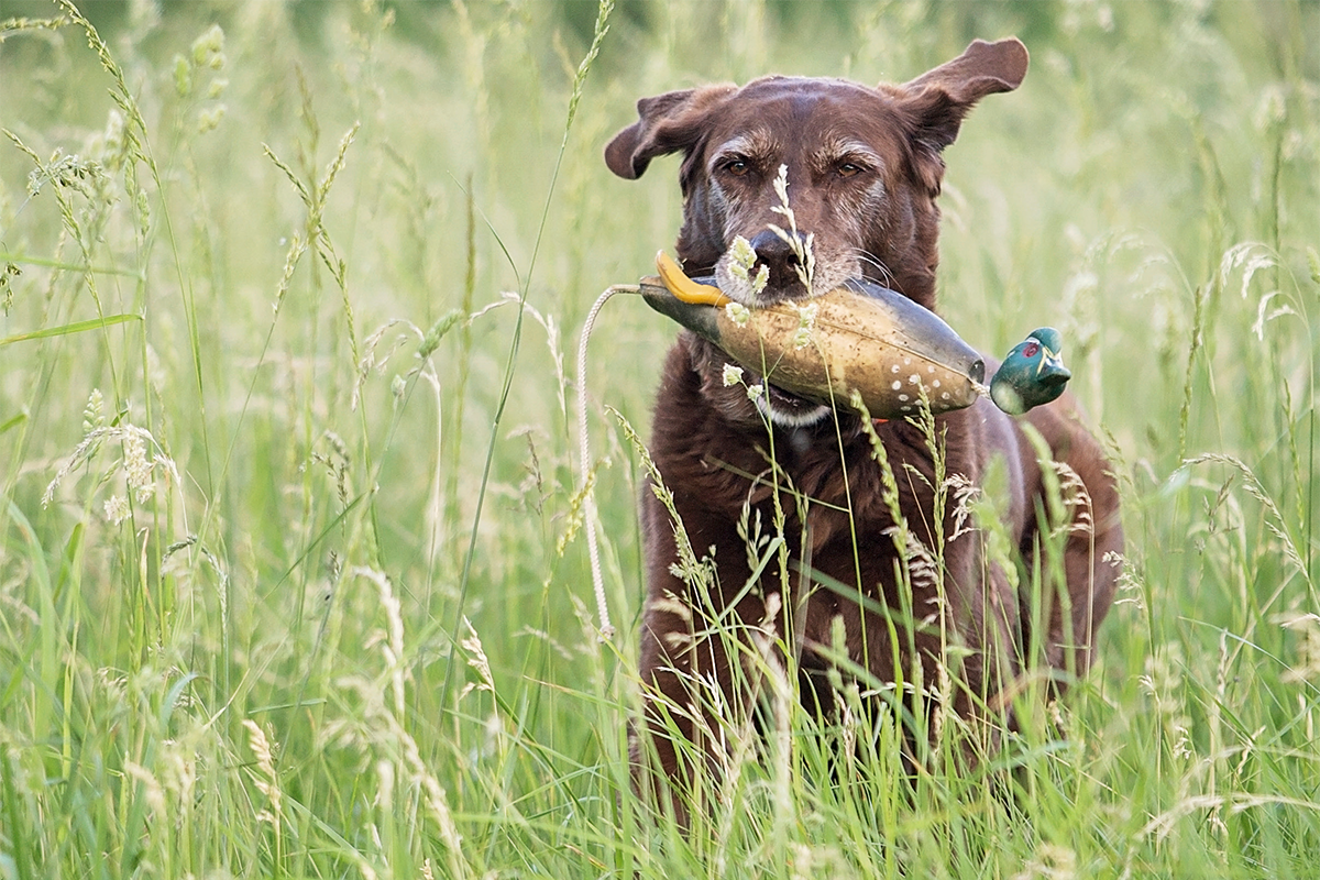 Cushing&#8217;s syndrome in gundogs &#8211; what is it and how do you treat it?