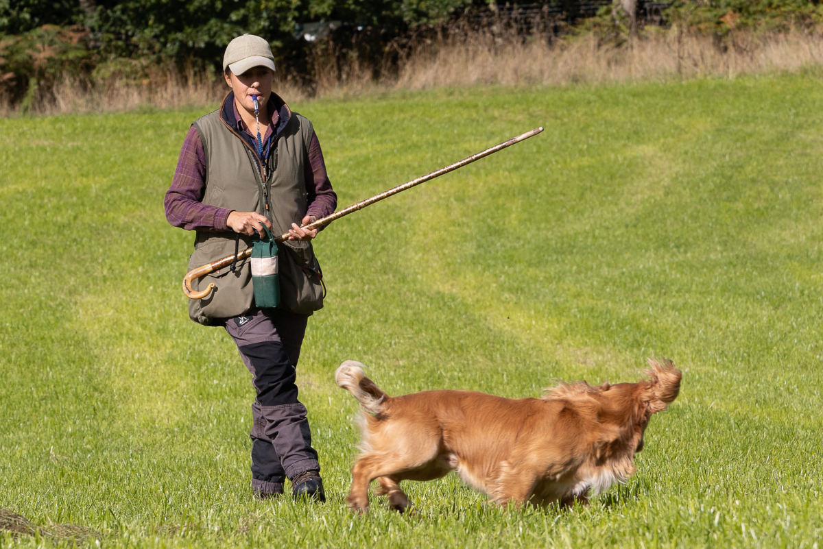 How to improve your gundog&#8217;s gun sense