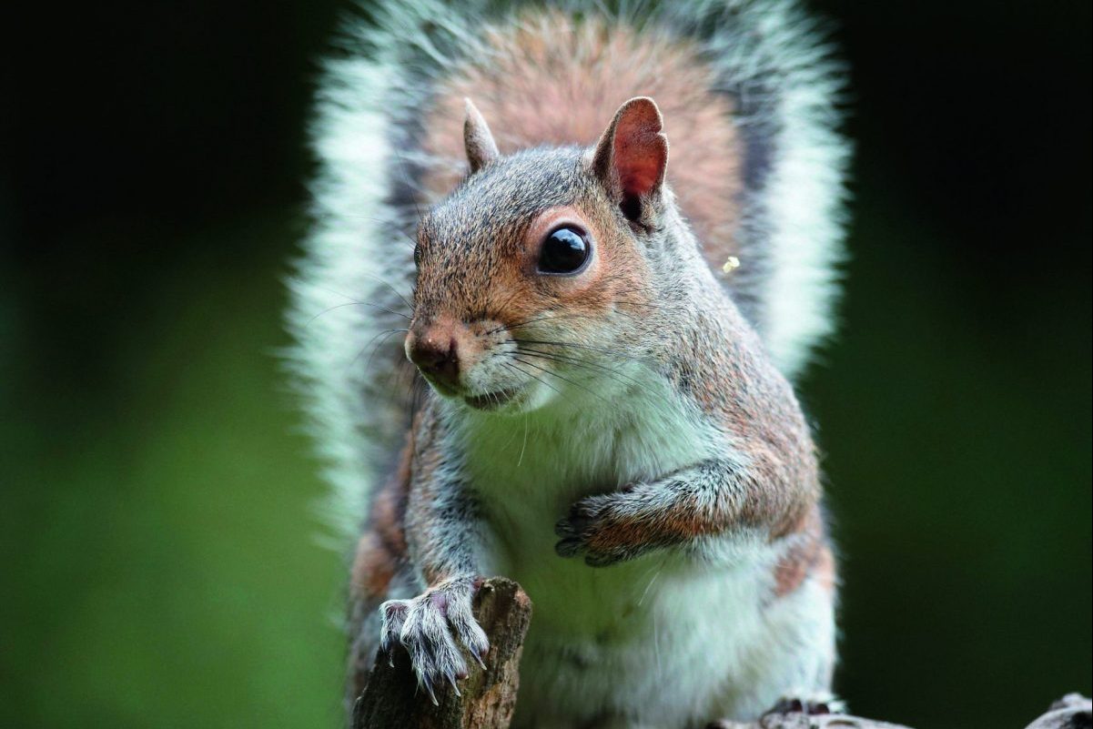 Gamekeeper Mike Appleby discusses how he tackles squirrel control