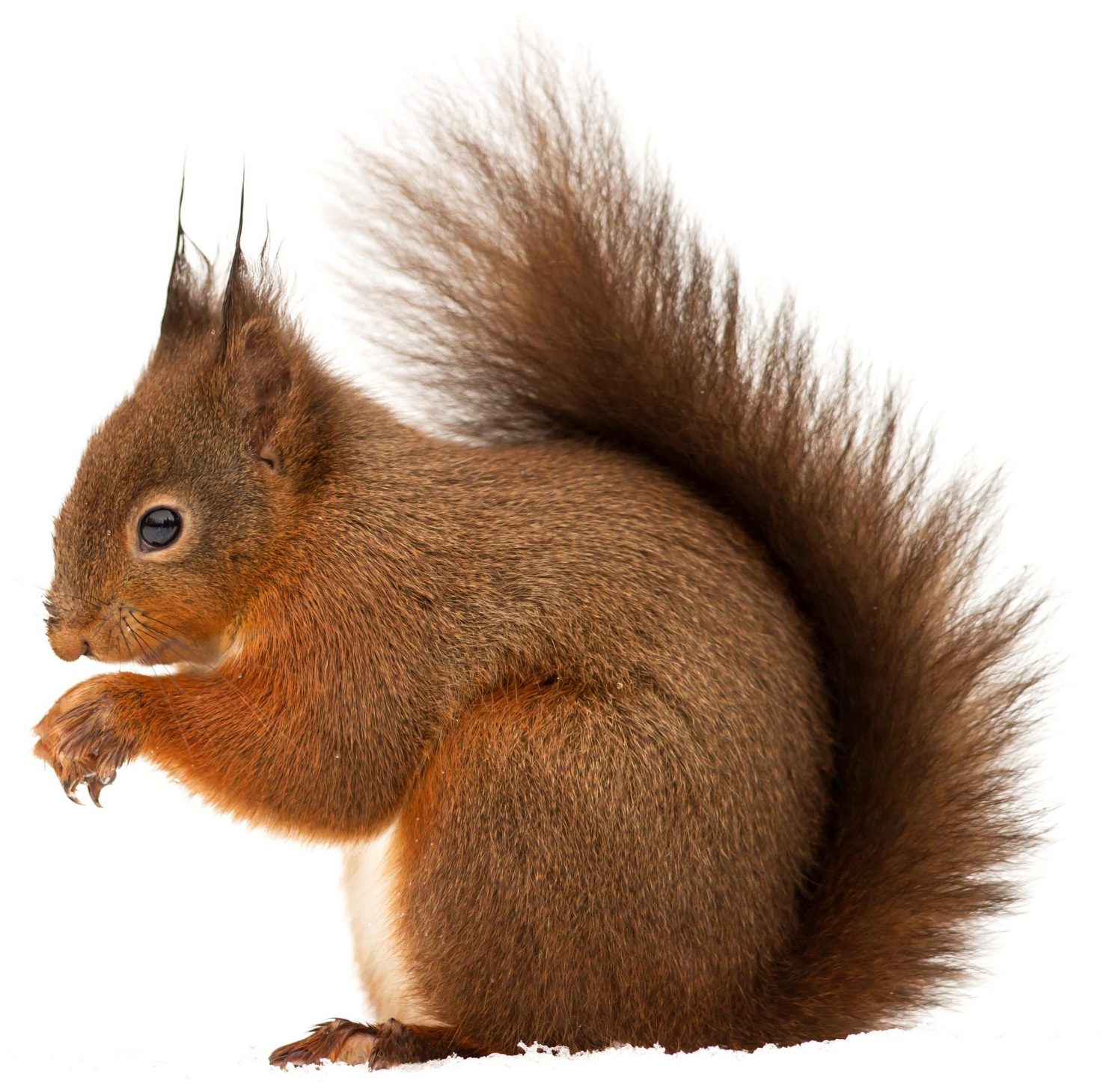 red squirrel