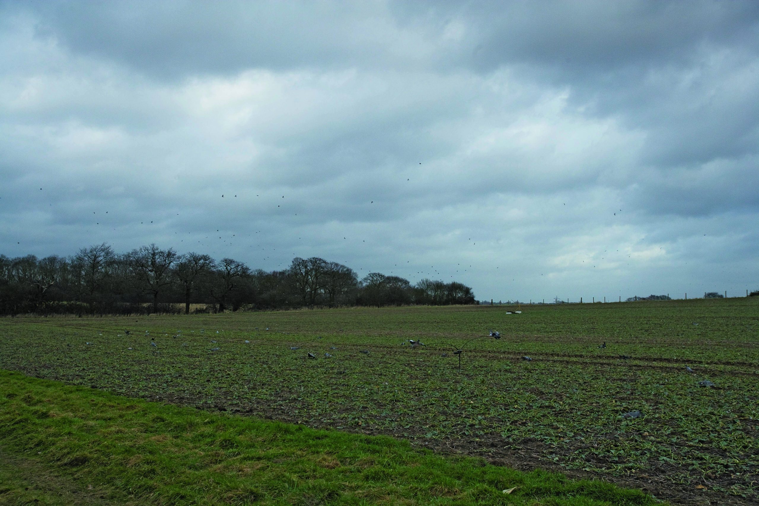 Pigeon-shooting