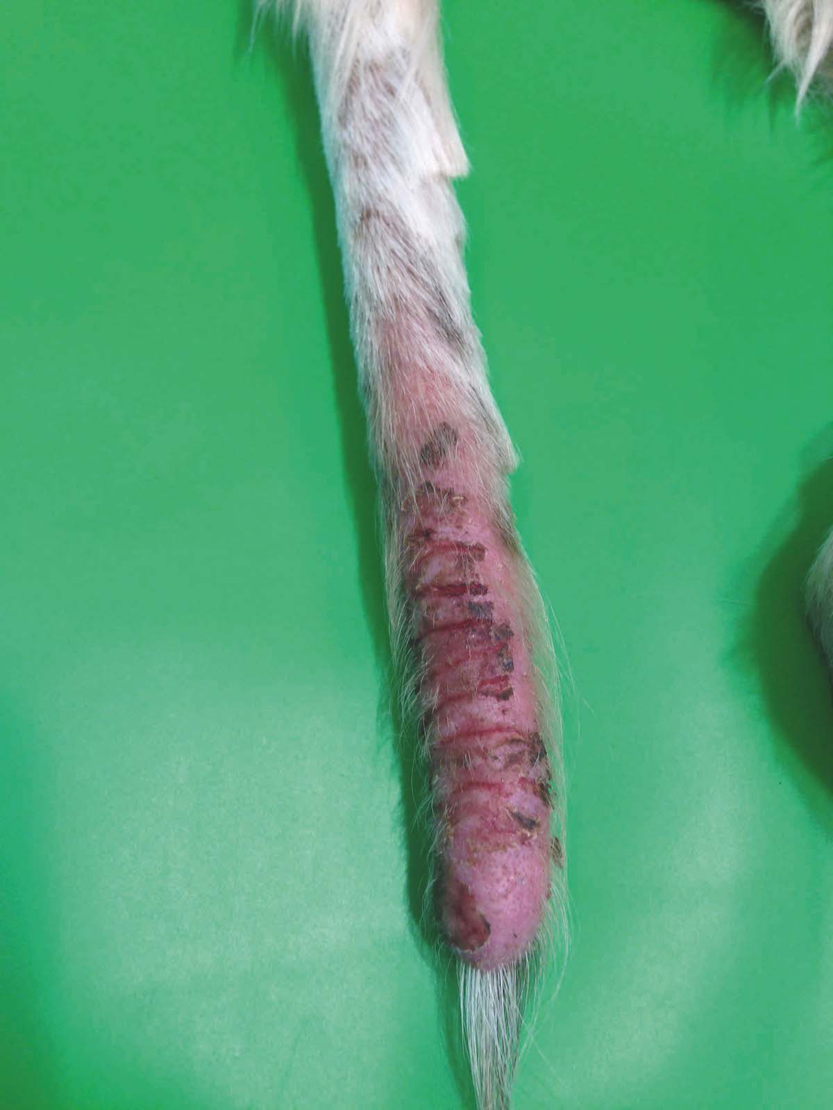 chronic tail injury on dog 
